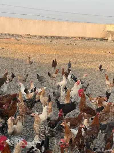 دجاج بشاير ع وشك الانتاج index