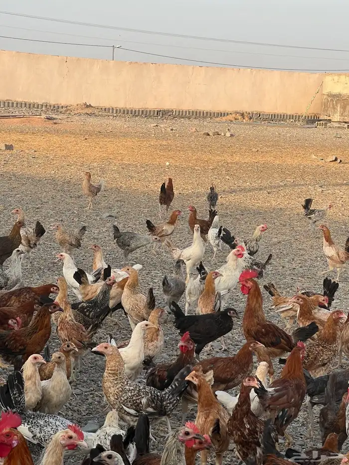 دجاج بشاير ع وشك الانتاج 2