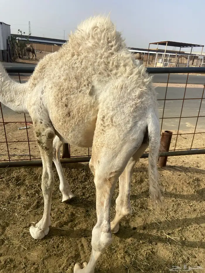 بكره كفو علي الحليب والبرسيم 3