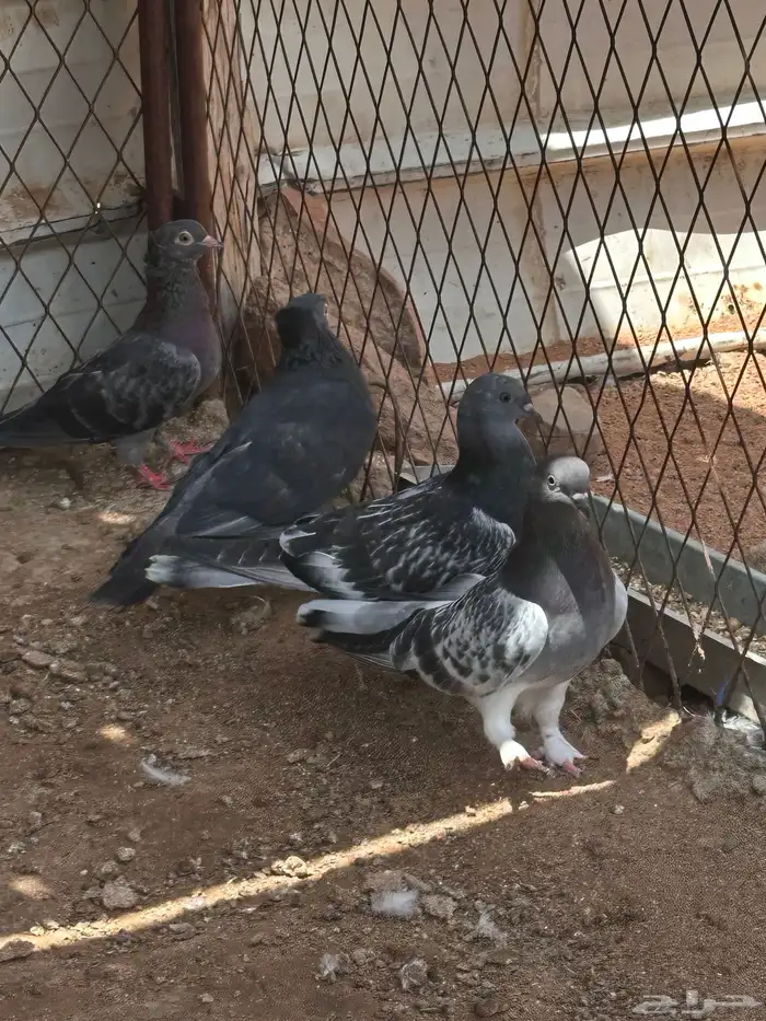 حمام 3
