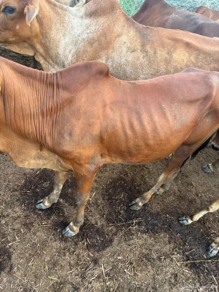 ثور وعجل للبيع العرضية الجنوبية 3
