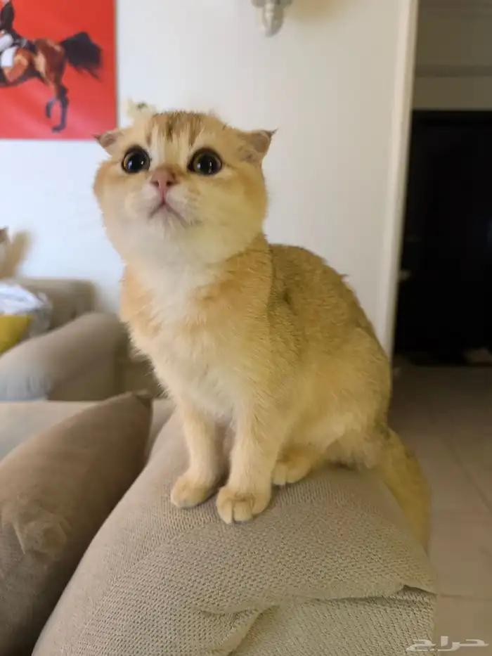 سكوتش فولد سلالة نقية للبيع 3