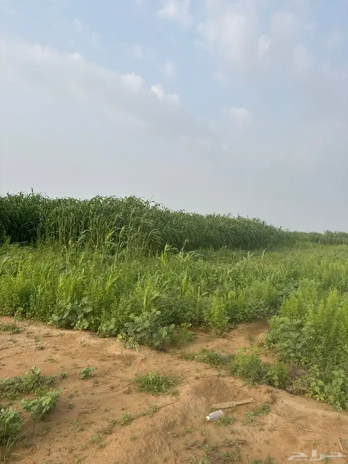 قصب 0