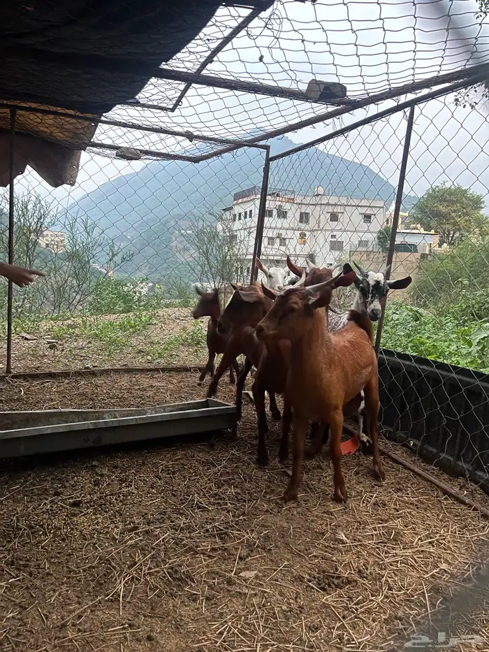 جذعان رجال المع تيوس ذبائح 1