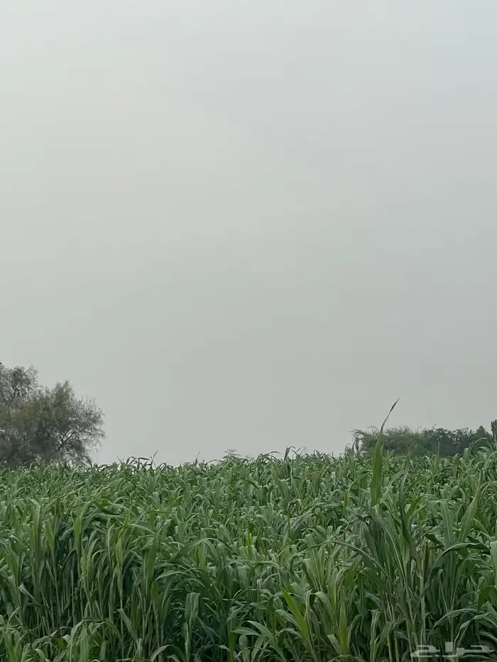 قصب اخضر اثاري لتواصل 2