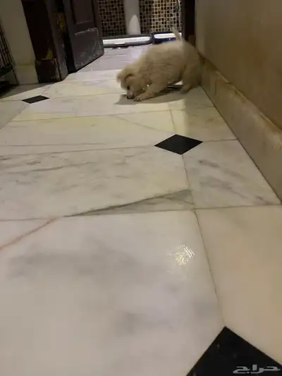 جرو بومرنيان index