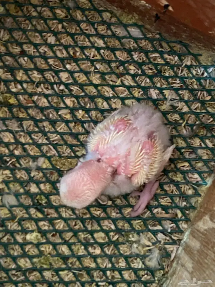 فروخ روز غر 0
