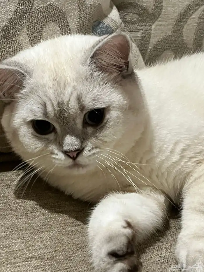 قط ذكر سكوتش للتزاوج 0