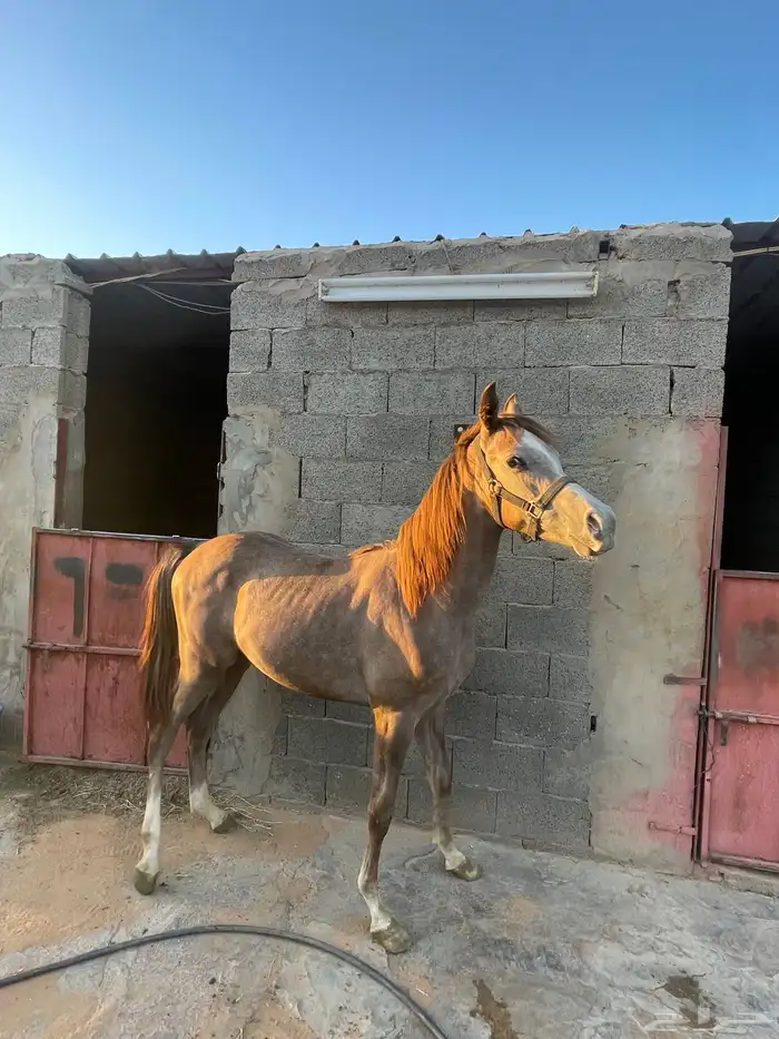 فرس شعبيه معها مهرها 6