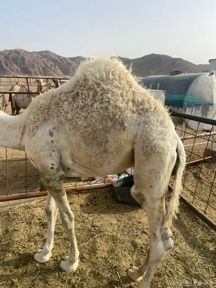 بكره كفو علي الحليب والبرسيم 6