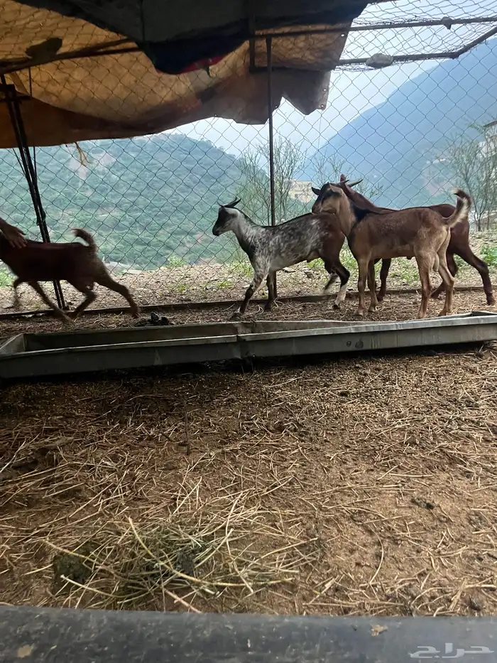 جذعان رجال المع تيوس ذبائح 3
