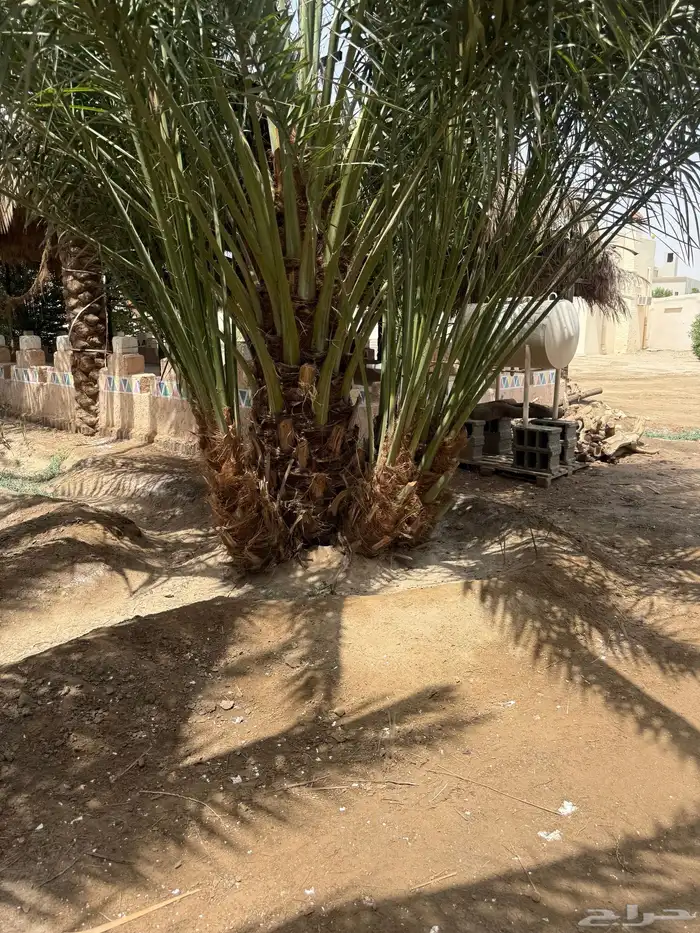 جثيث صفري 0