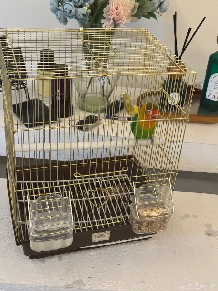 طير فيشر للبيع 2