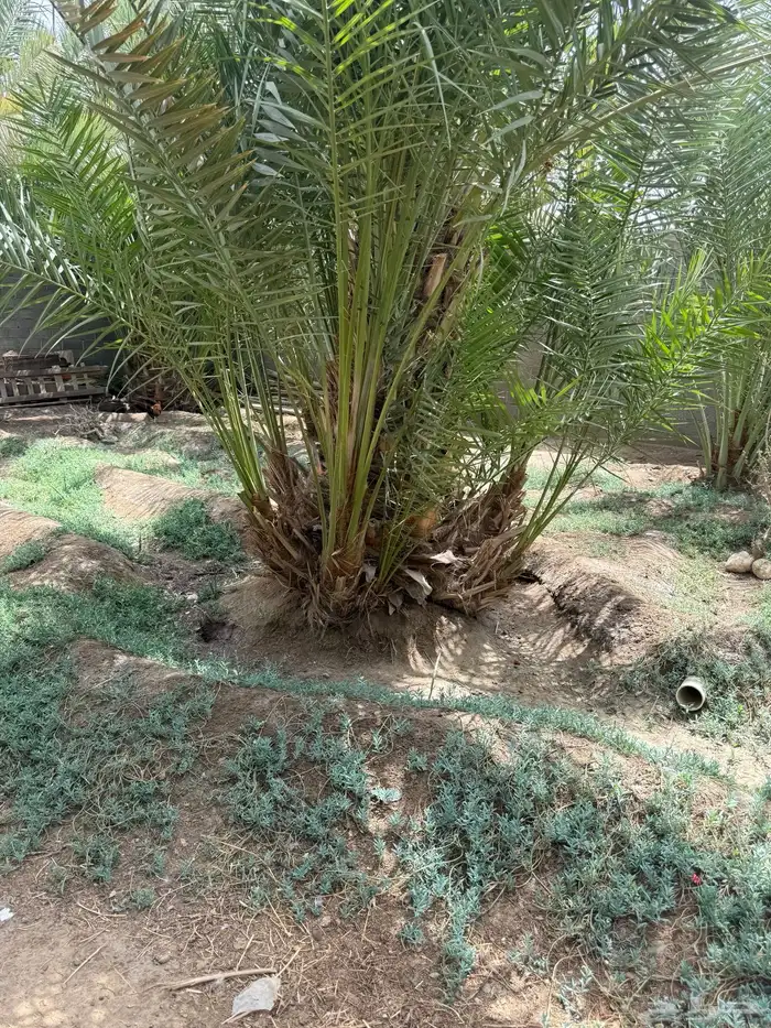 جثيث صفري 3