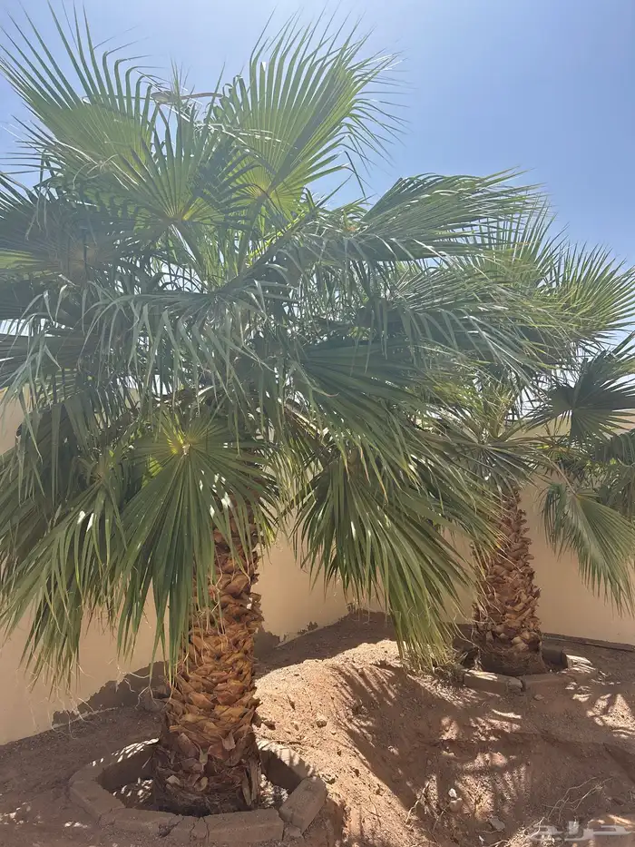 نخل واشنطوني 0