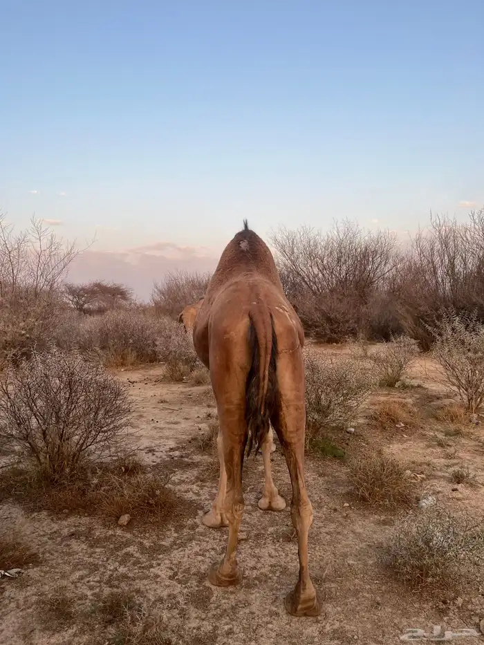 ناقه حمرا دهماء 12