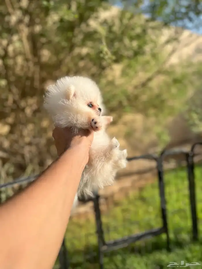 جراوي بومرينيان تي كب 8
