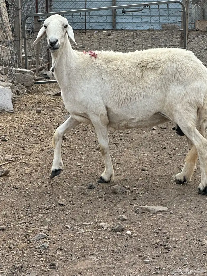 شاه 8