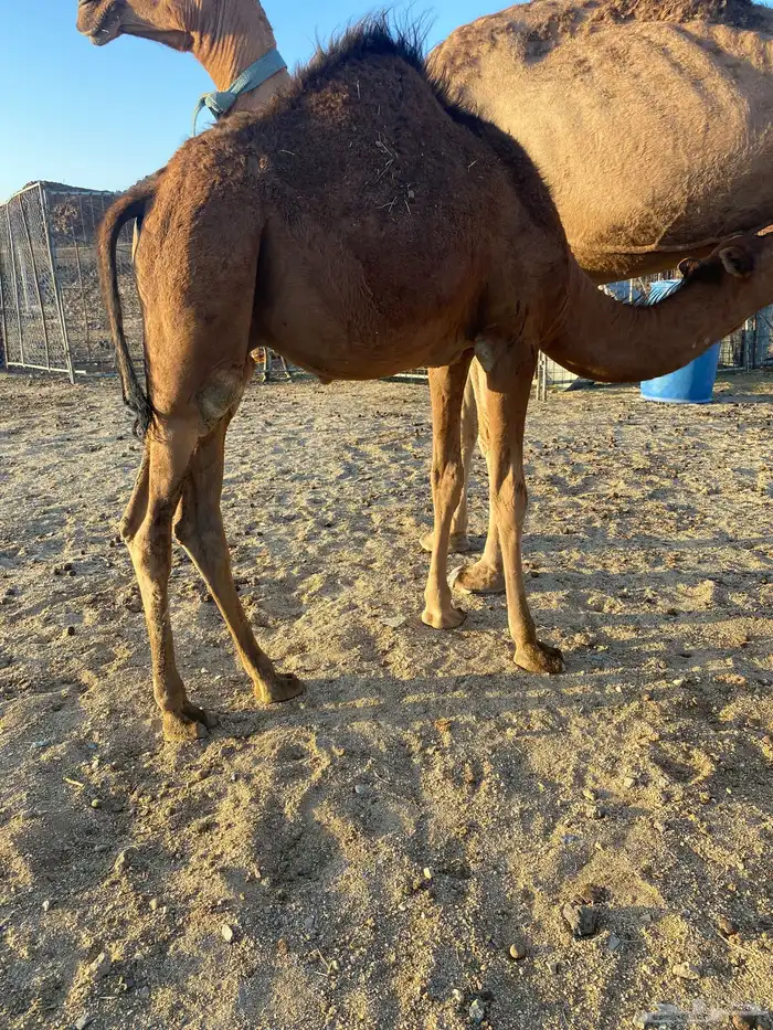 قعود وبكره 0