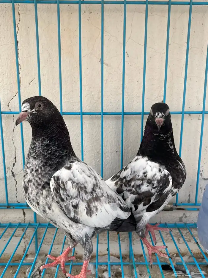 للبيع طبات تيدي 2