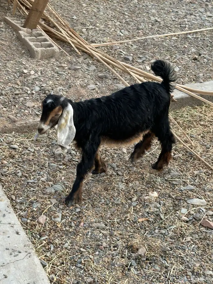 عنز عارضيه صنف معها جفره 3