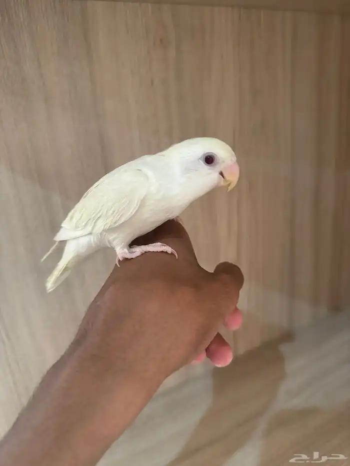 روز اليف 0