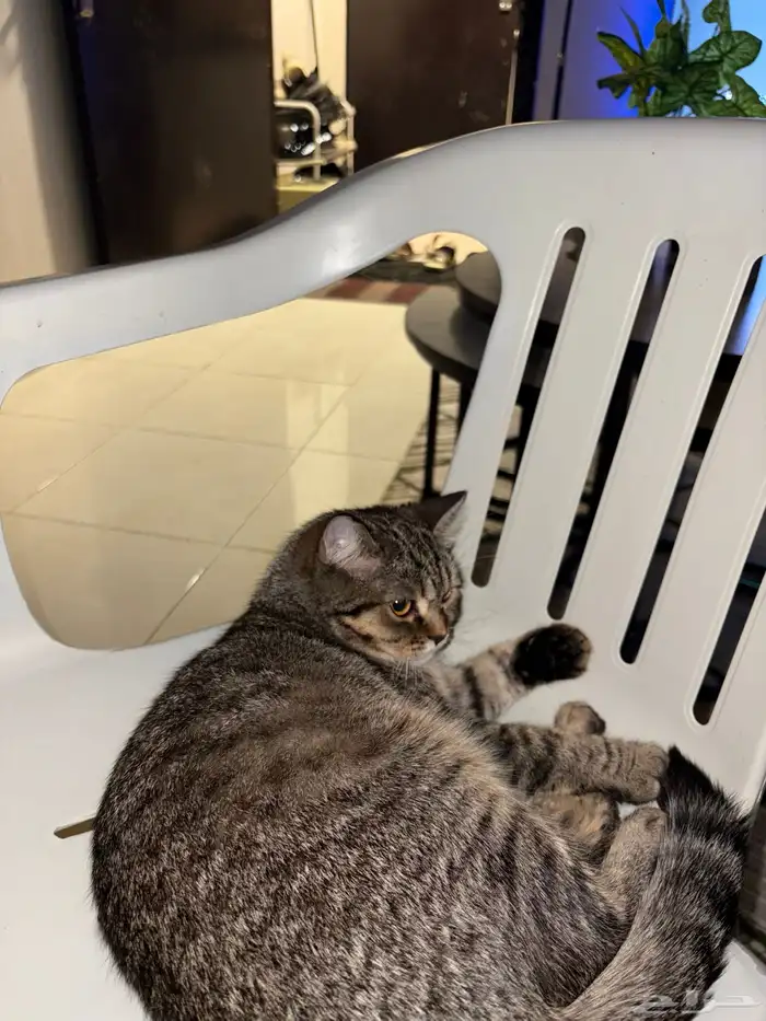 قط سكوتش للبيع 1