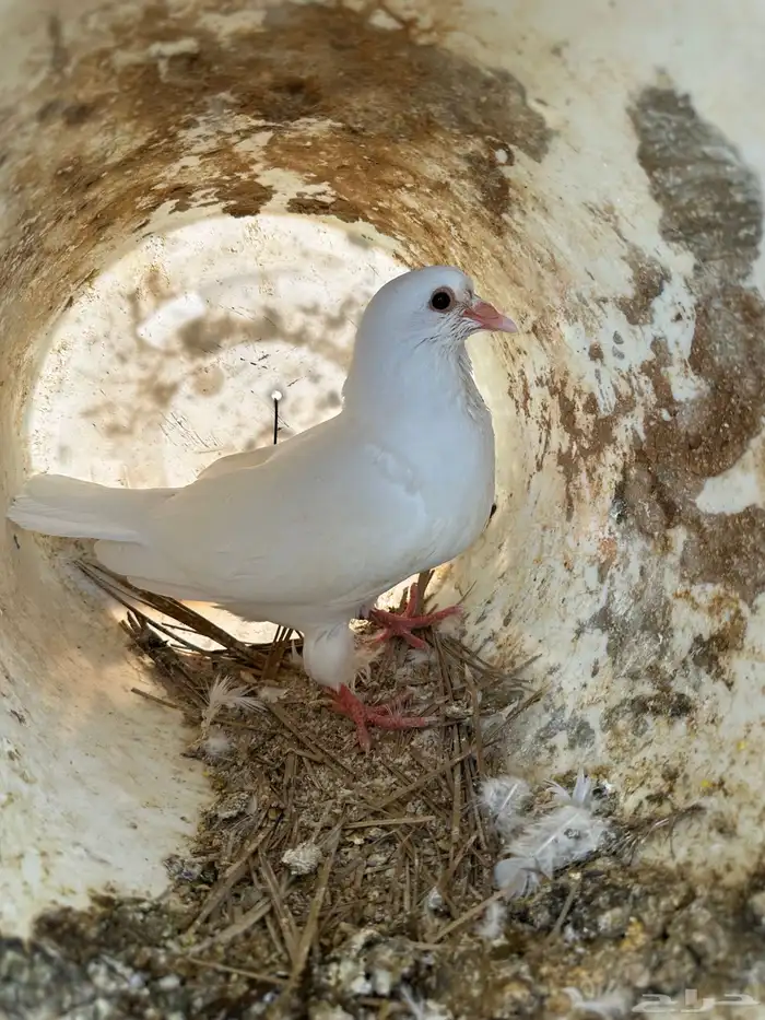 زغاليل فرنسي سوبر جامبو 5