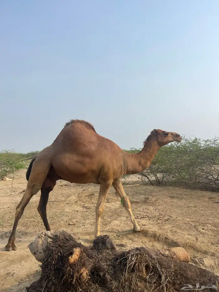 بعير فحل عتودي 1