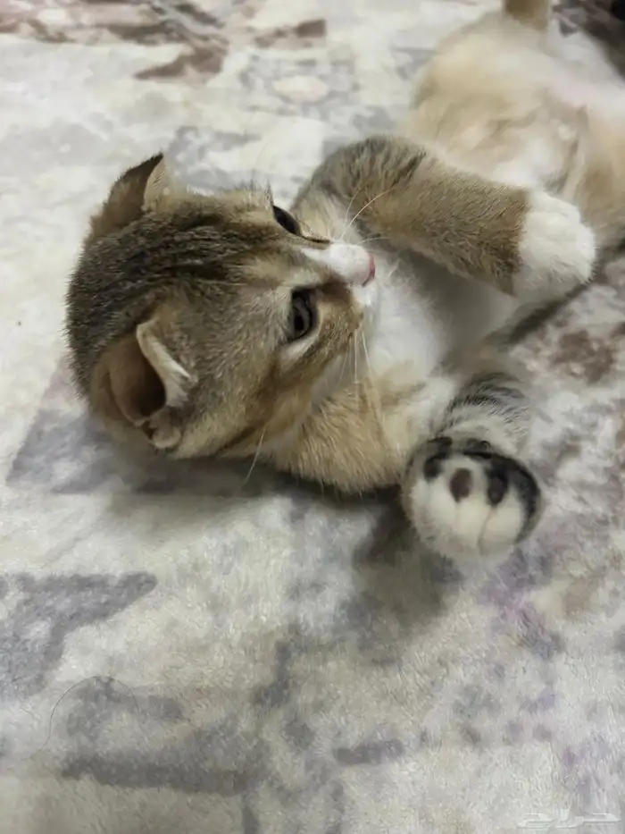 قط سكوتش فولد للبيع 3