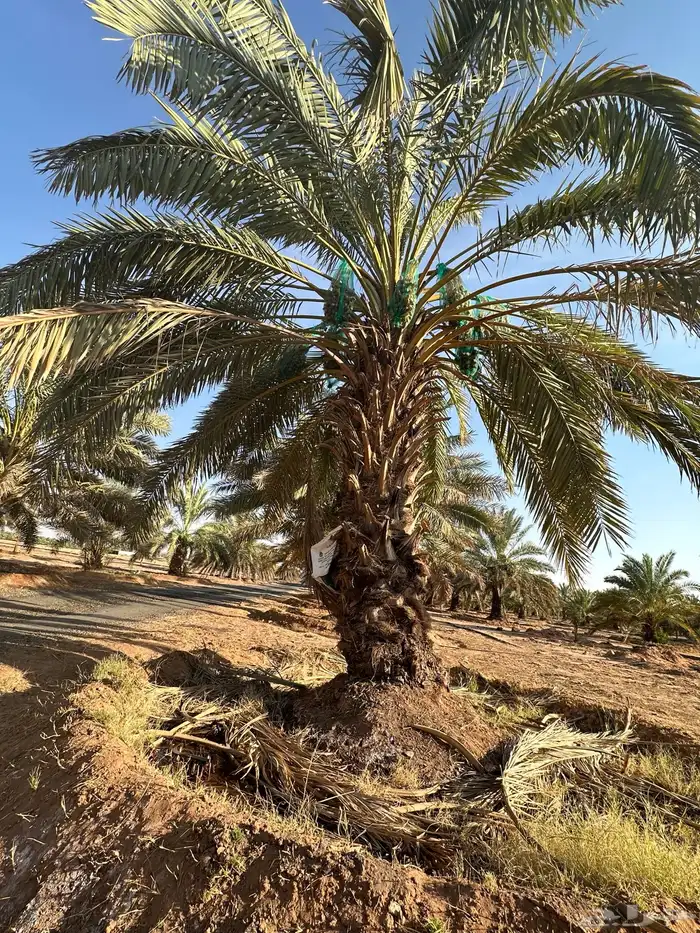 يوجدنقايل نبوت سيف ونبوت سلطان رزيزي سكري وحلوة الجوف 5
