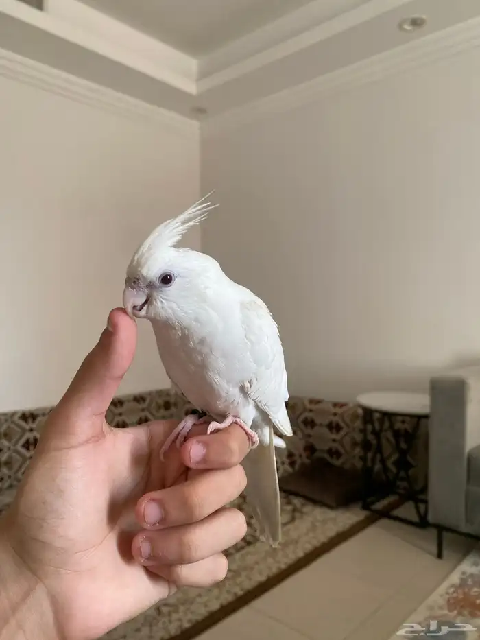 ببغاء كروان 2
