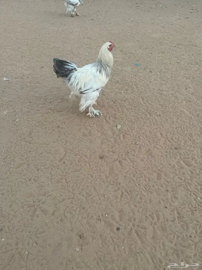 براهما 2