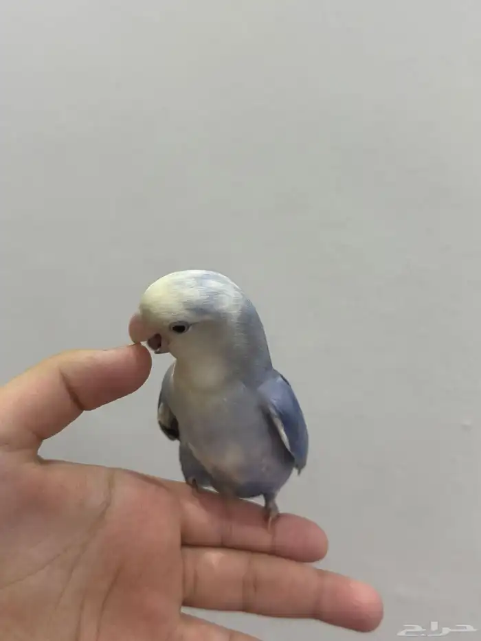 ببغاء روز 1