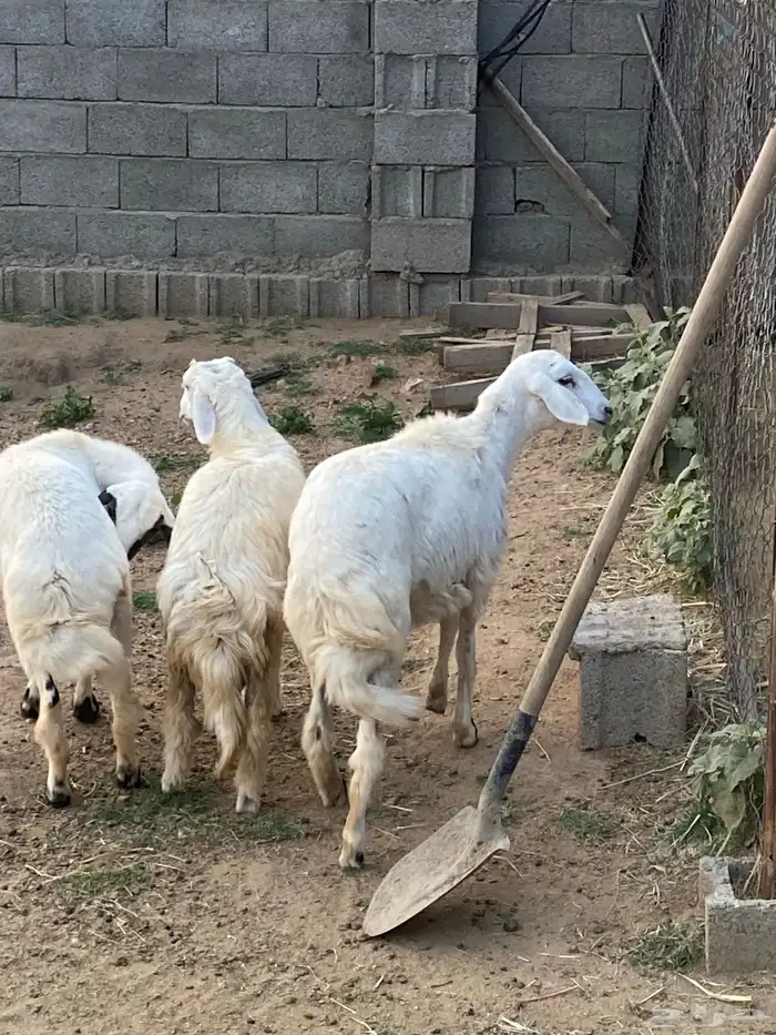 3 رخال كفو 0