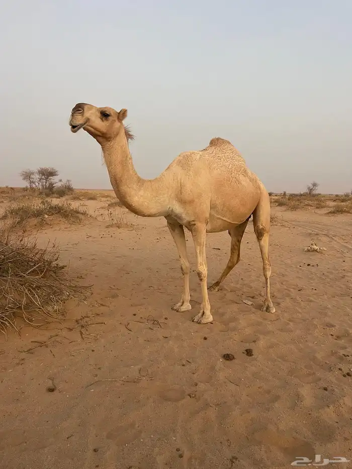 عشرا للبيع ولدها موجود توني فارده منها 0