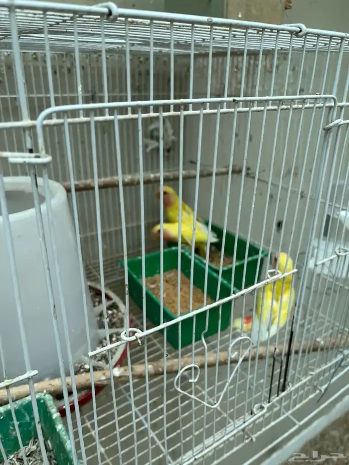 أنثى روز مع 3 فروخ 3