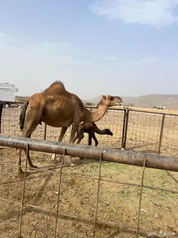 خلفه مصغر تم البيع 5