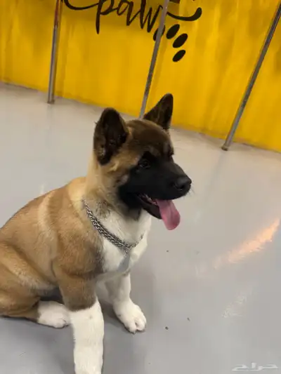 كلب American Akita index