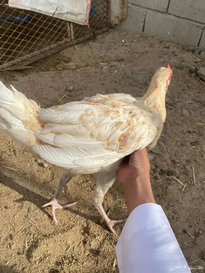 ديك كفو باكستاني العمر 7شهور يظرب وشرط 1
