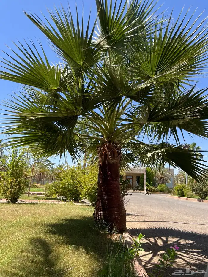 palm نخل 5