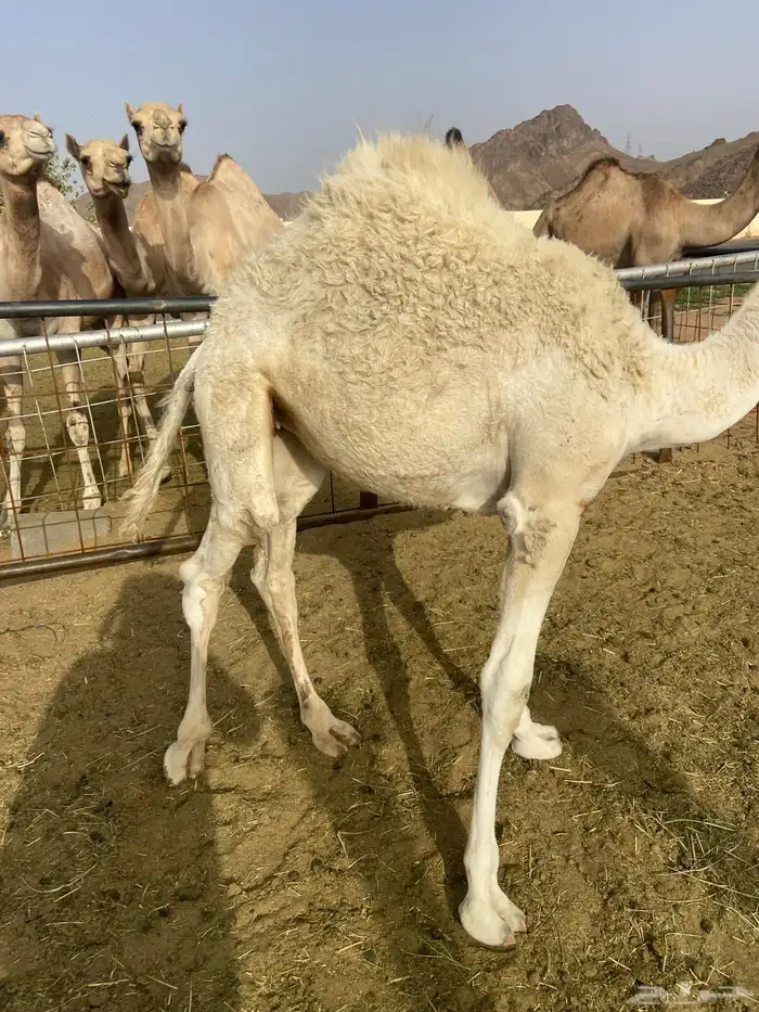 بكره كفو علي الحليب والبرسيم 0