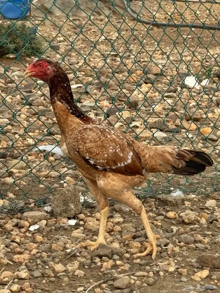 دجاج سندي زوج 0
