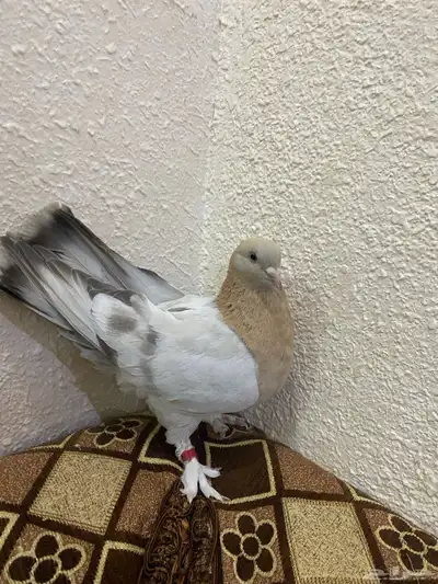 انثى منقا index
