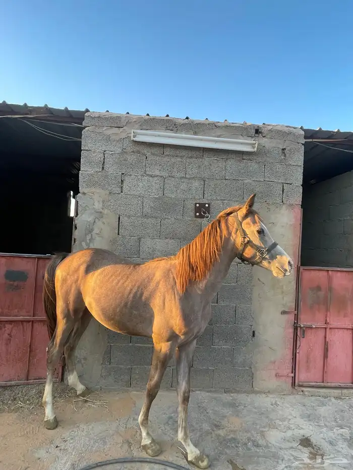 فرس شعبيه معها مهرها 7