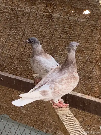طبات زاجل مقمبر ألوان مميزه 0