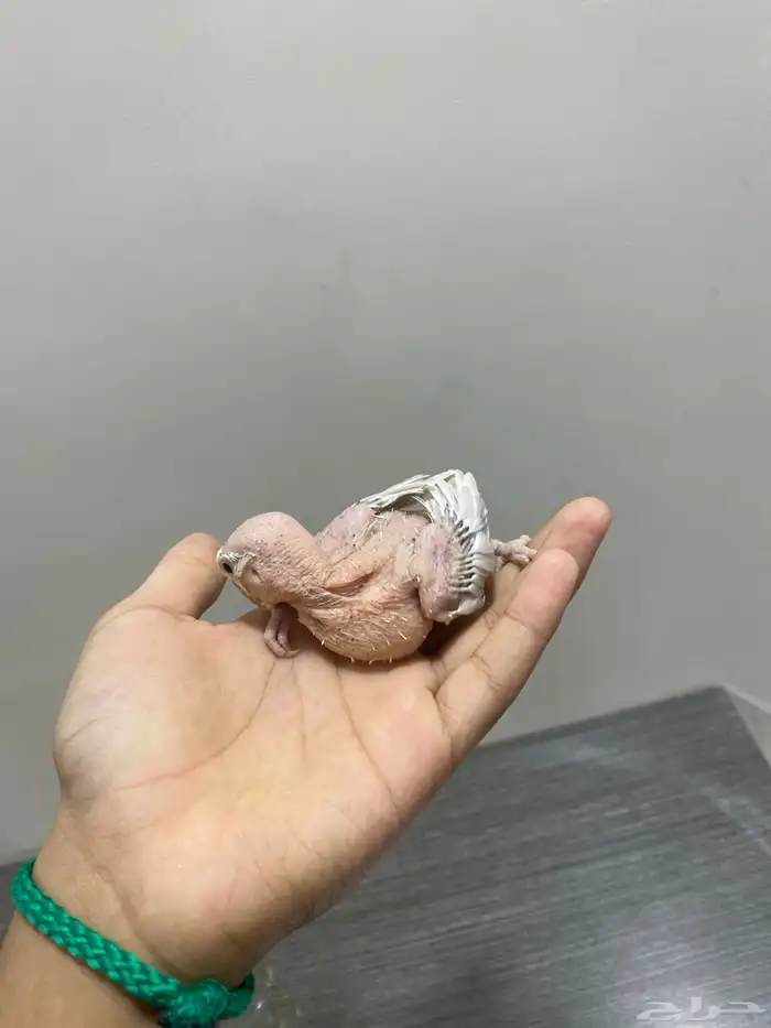 أدمام 1