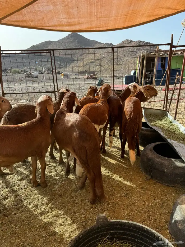 سواكن حمري جذعان فاخرة 0