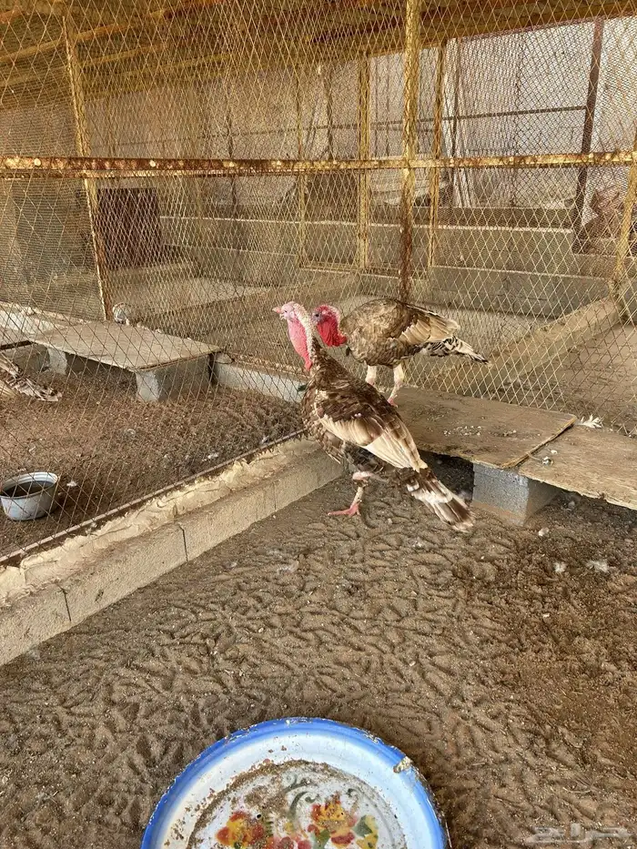 ديكة رومي حجم يملي العين ما شاء الله 0