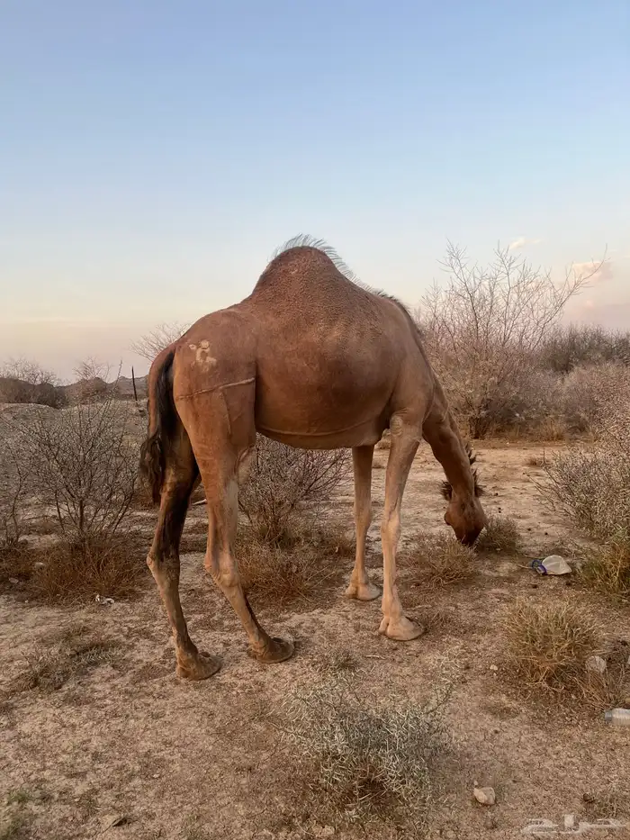 ناقه حمرا دهماء 15